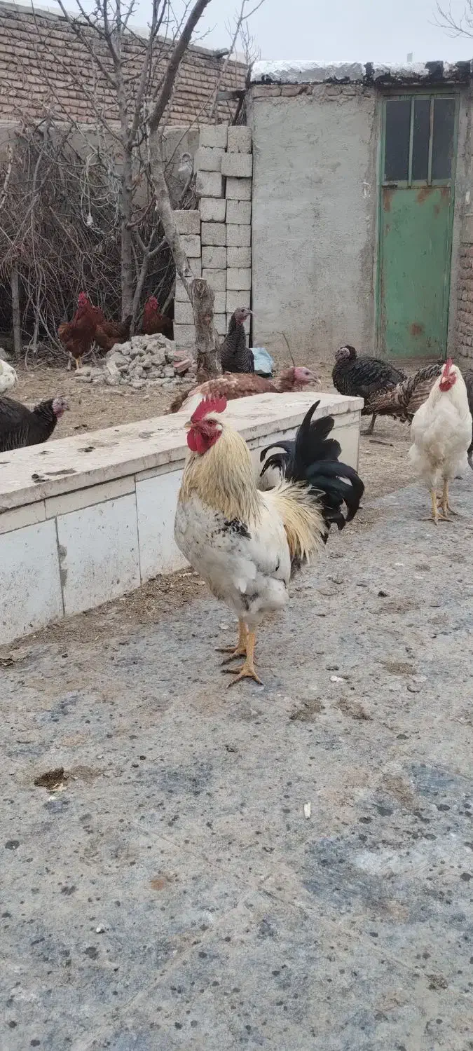بوقلمون و مرغ خروس طبیعی|حیوانات مزرعه|اردبیل, |دیوار