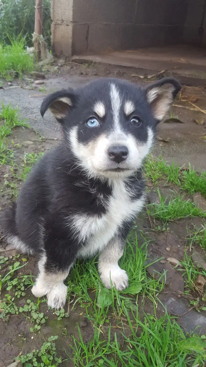 هاسکی|سگ|کوچصفهان, |دیوار