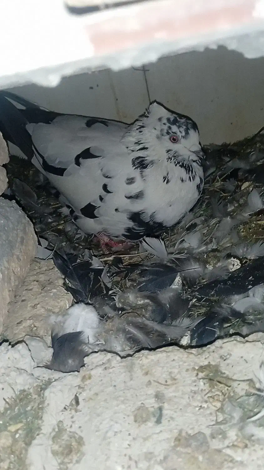 کبوتر|پرنده|کوهرنگ, |دیوار