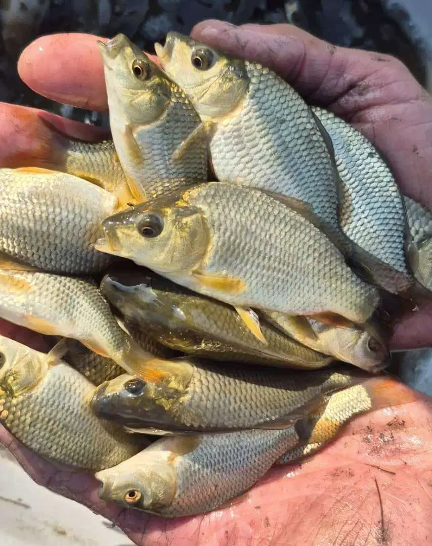 همکار برای پرورش ماهی|استخدام صنعتی، فنی، مهندسی|میانه, |دیوار