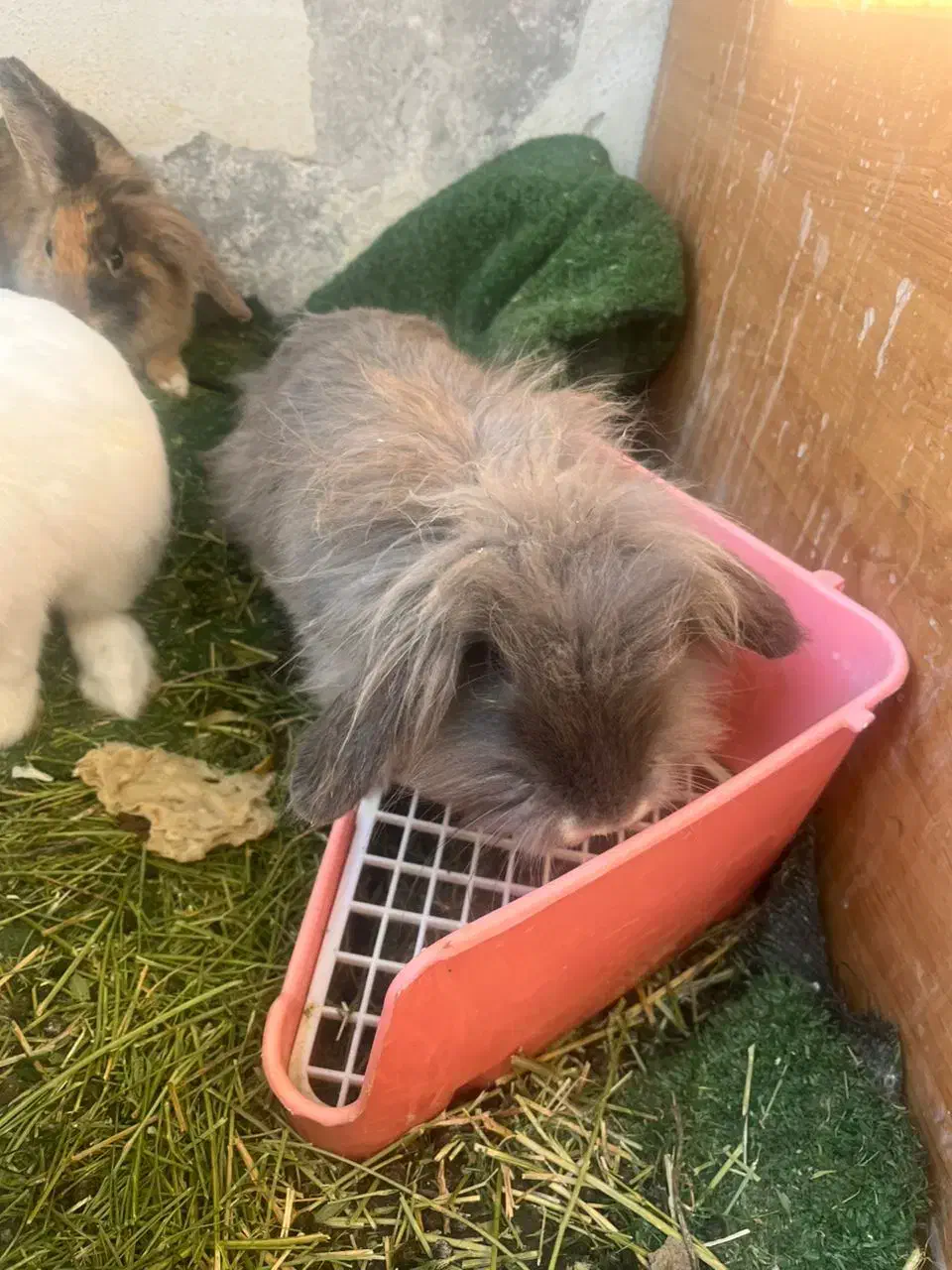 خرگوش|موش و خرگوش|تهران, بوستان سرخه حصار|دیوار