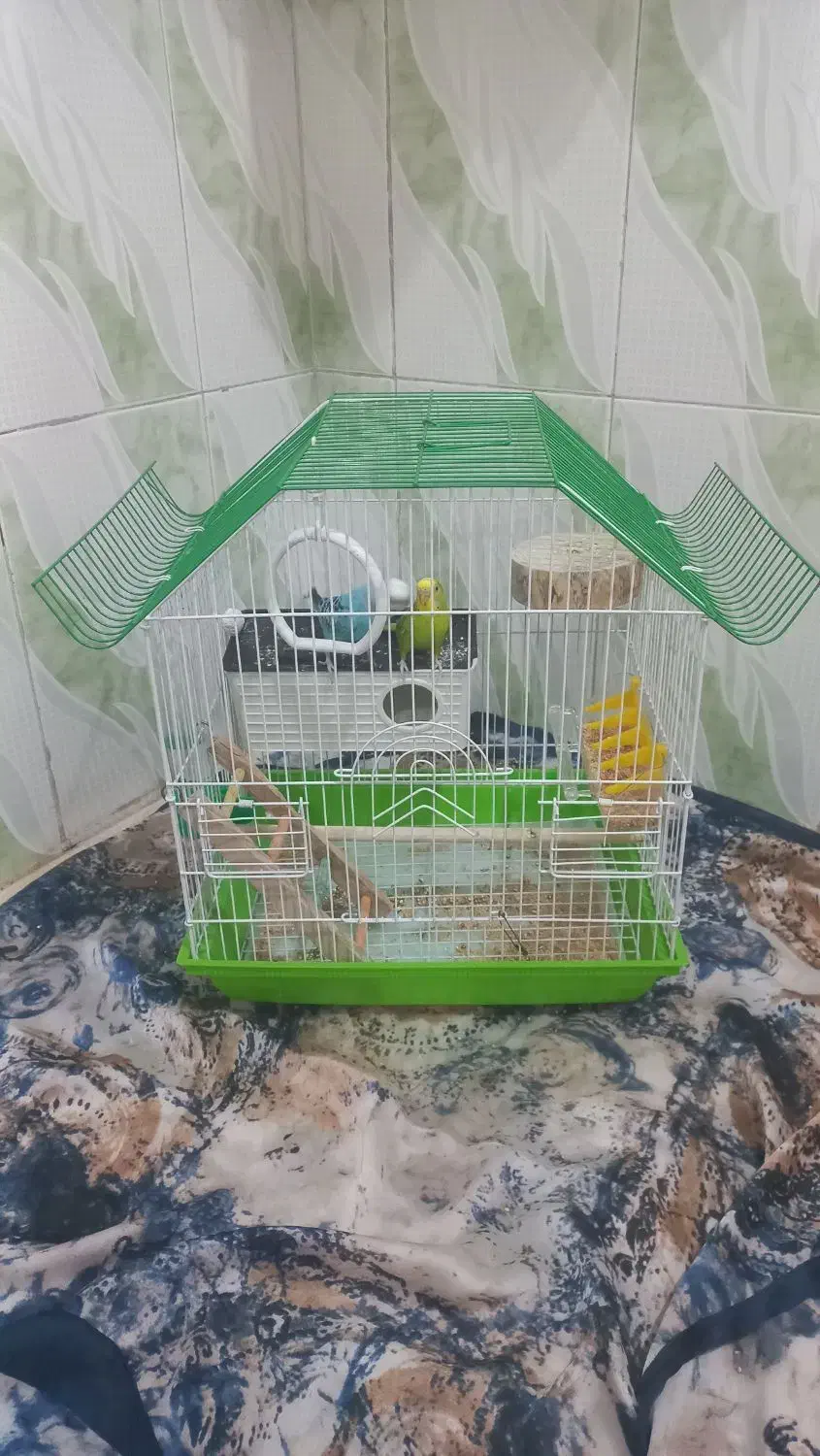 مرغ عشق|پرنده|مریوان, |دیوار