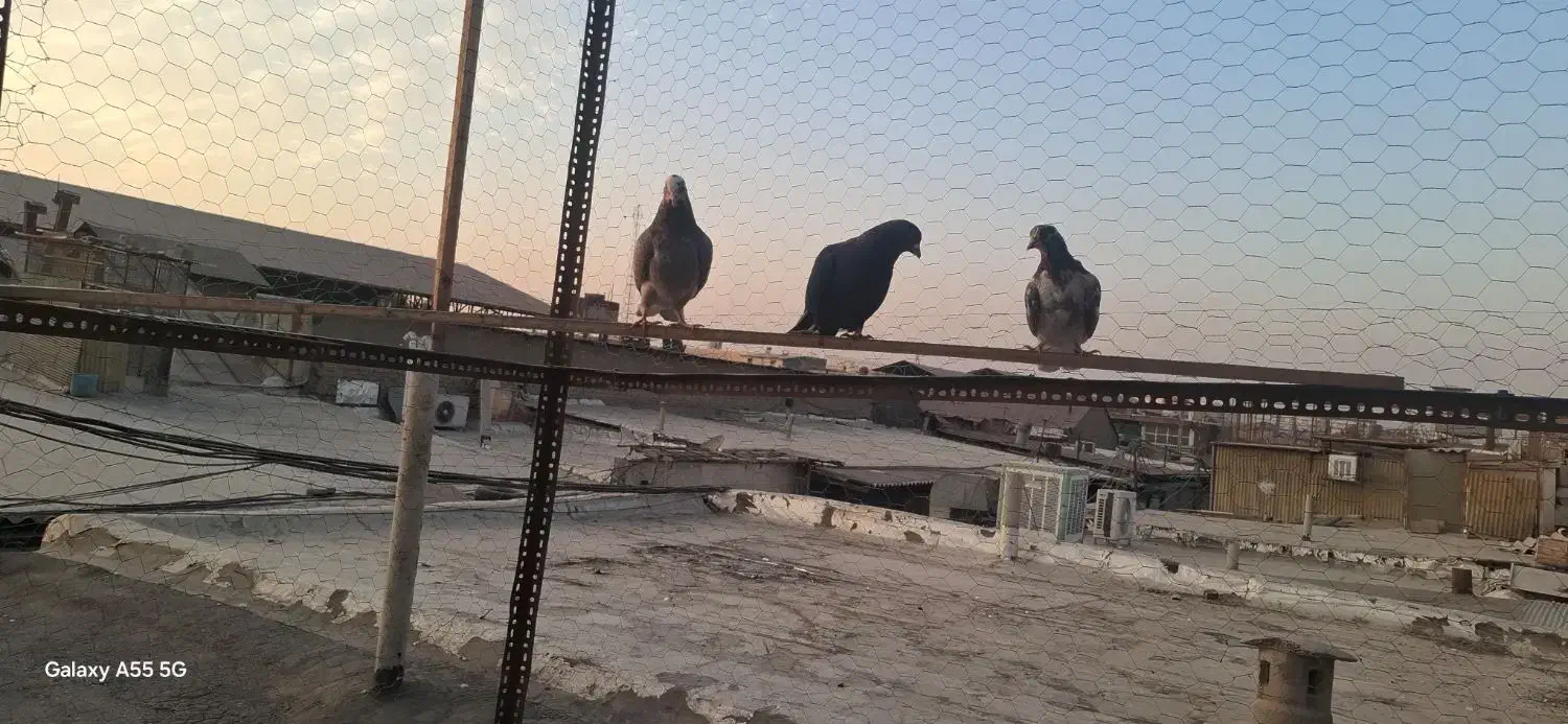 ۲تا جوجه|پرنده|تهران, کیانشهر|دیوار