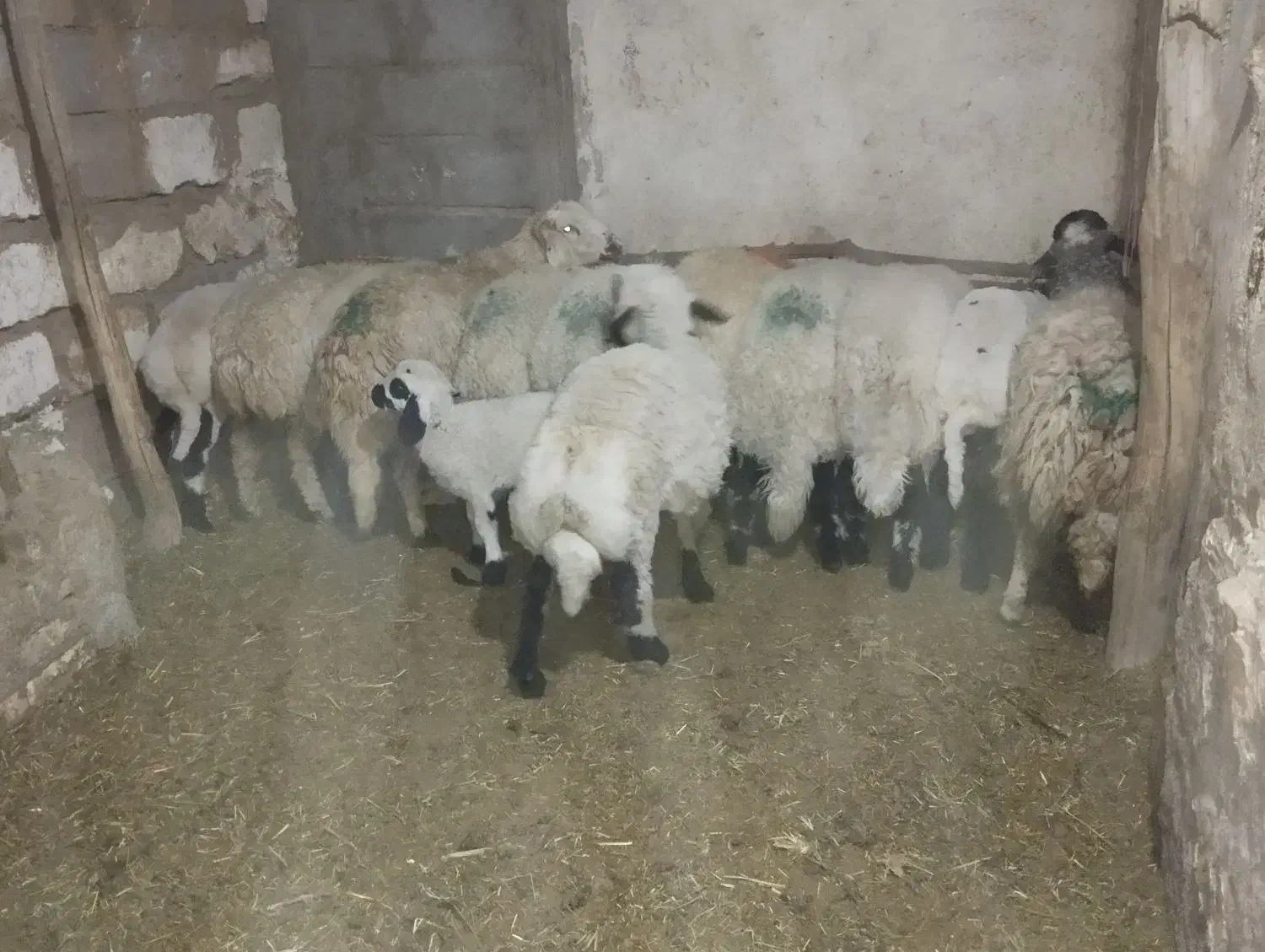 بره نر|حیوانات مزرعه|رفسنجان, |دیوار