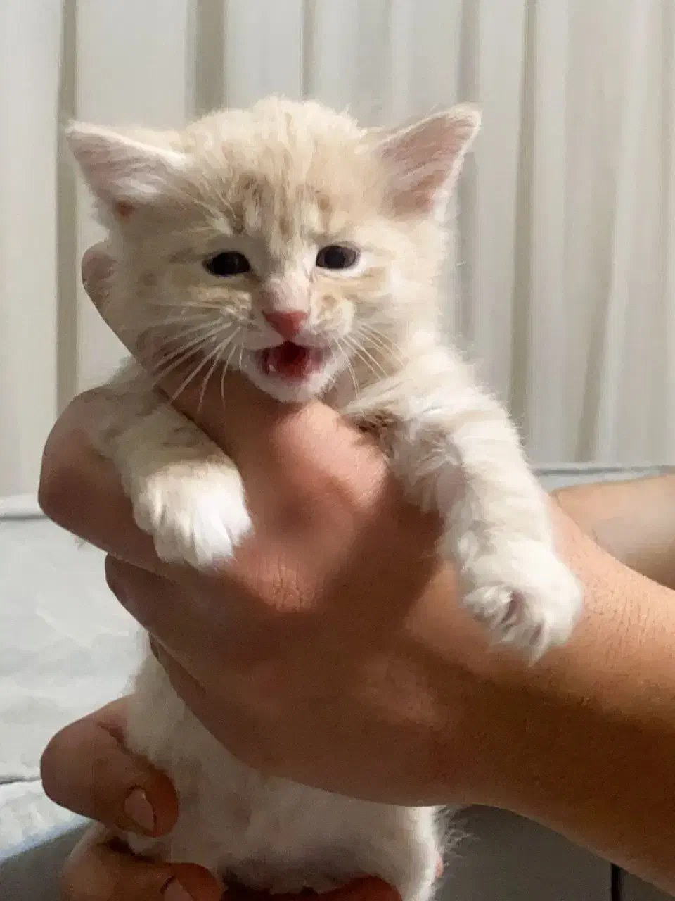 4 عدد بچه گربه 2ماهه|گربه|تبریز, |دیوار