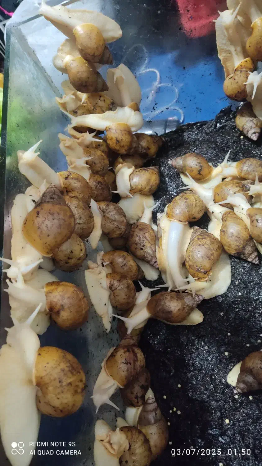 فروش حلزون آچاتینا آلبینو|خزنده|مشهد, پنجتن|دیوار