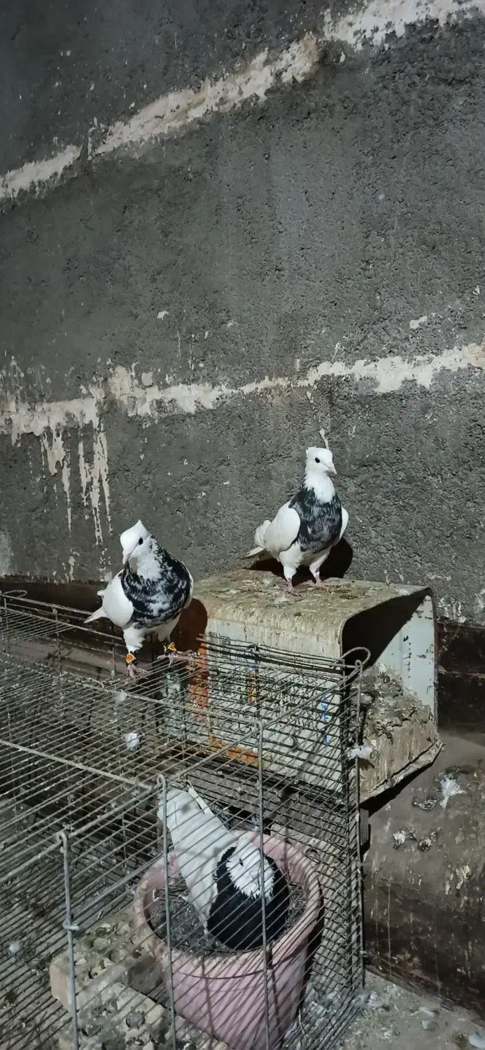 کفتر جفتگاه رنگه و المانی و هفترنگ|پرنده|مشهد, سرافرازان|دیوار