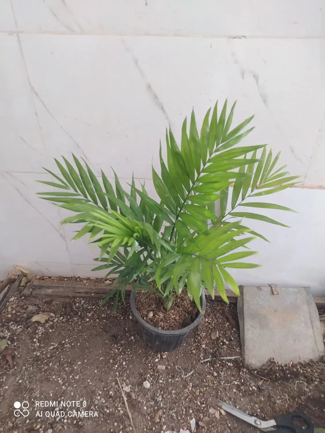 گل و گیاه شامادورا|گل و گیاه طبیعی|اهواز, سیصد دستگاه|دیوار