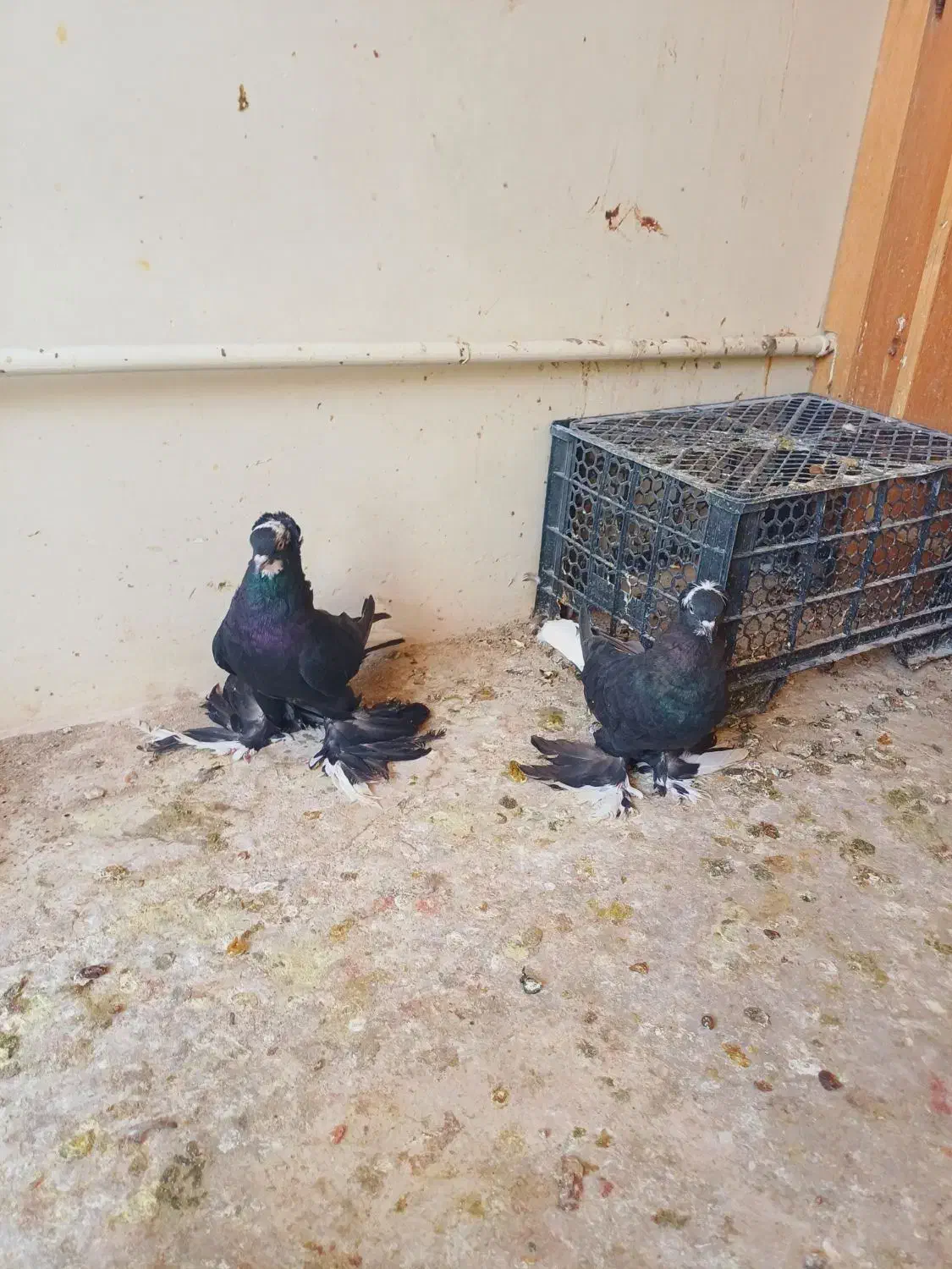 کبوتر قره آغ گویروخ|پرنده|سردرود, |دیوار