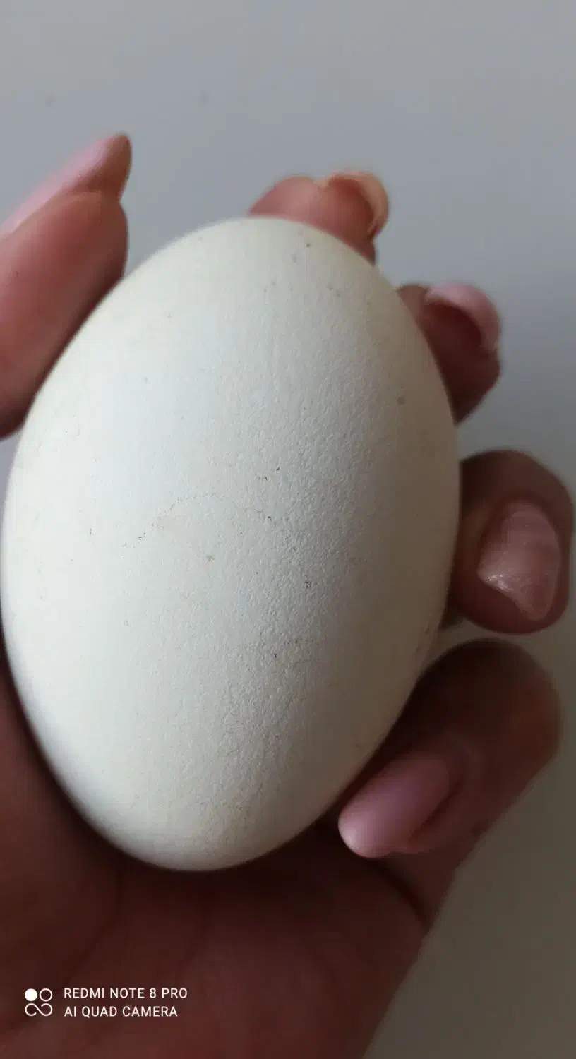 تخم غاز|حیوانات مزرعه|ملایر, |دیوار