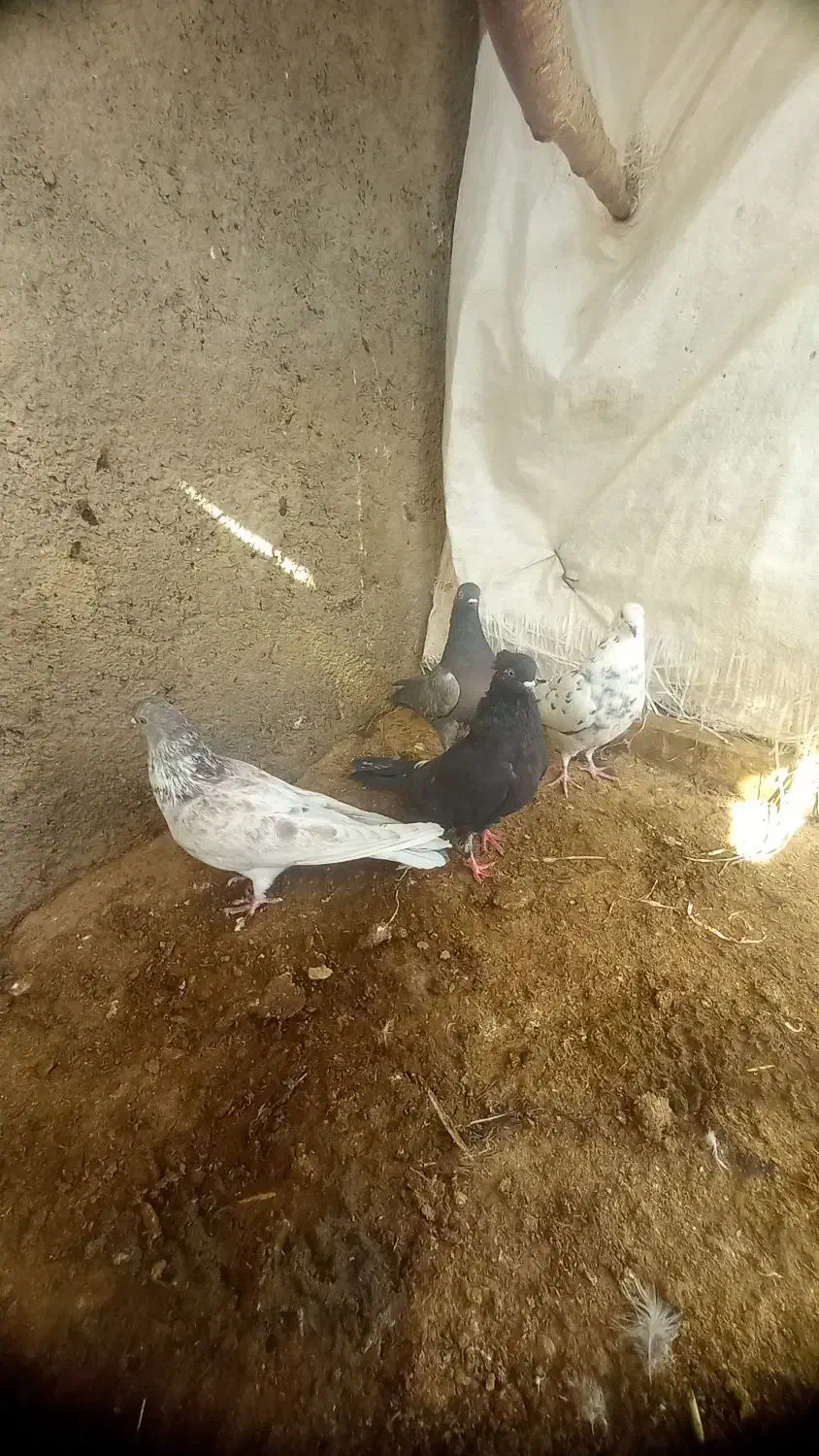 کفتر|پرنده|نهاوند, |دیوار