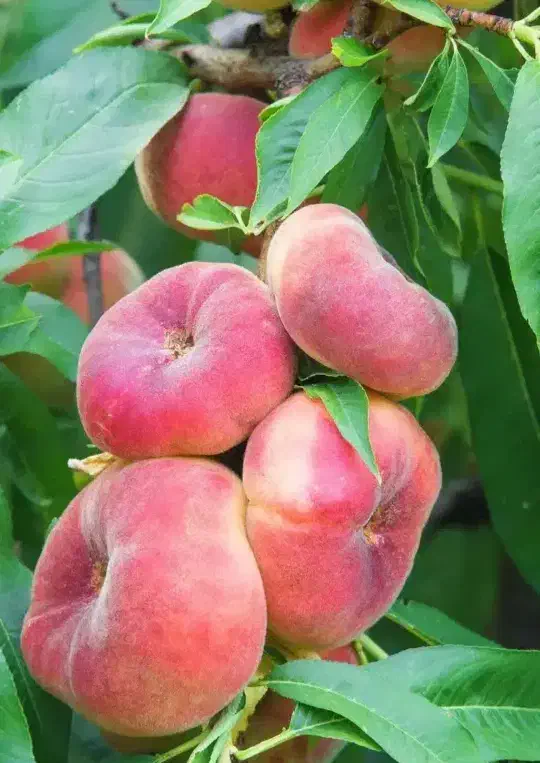 فروش خزانه نهال کشاورزی|گل و گیاه طبیعی|میاندوآب, |دیوار