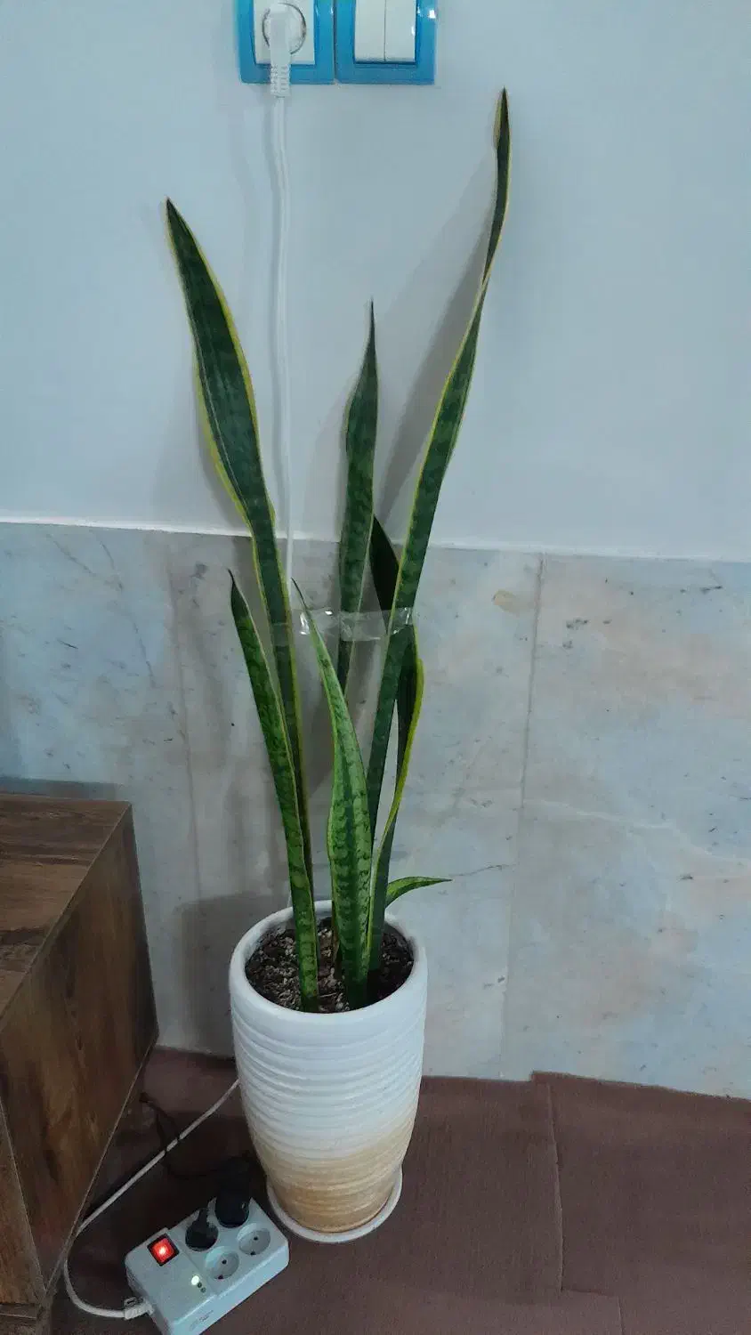 گل طبیعی زیبا|گل و گیاه طبیعی|سبزوار, باهنر|دیوار