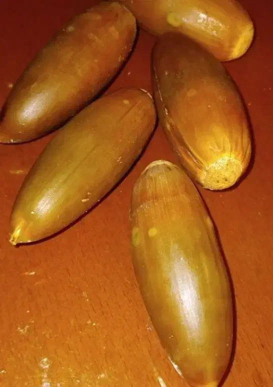 بلوط تازه|گل و گیاه طبیعی|هندمینی, |دیوار