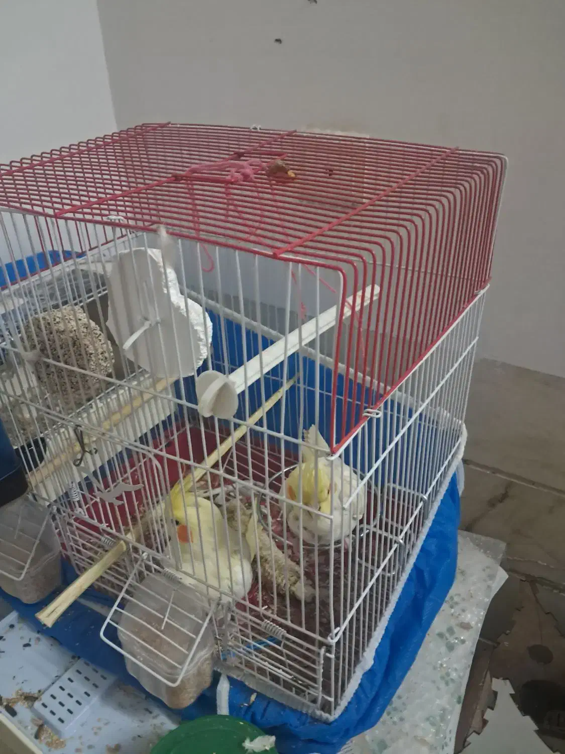 عروس|پرنده|اردکان, |دیوار