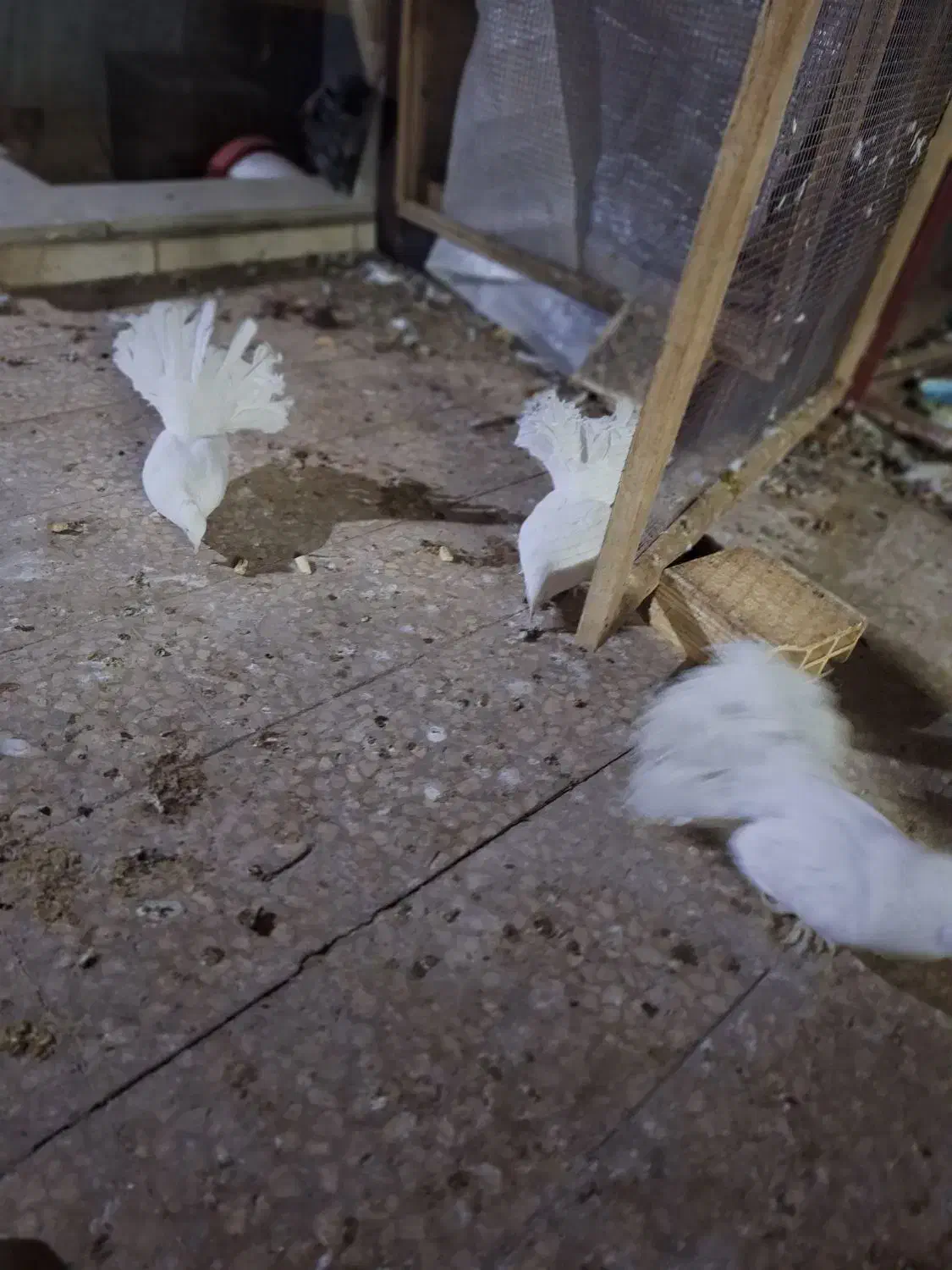 فروش کبوتر چتری سفید پاک پر پا|پرنده|کاشان, قطب راوندی|دیوار