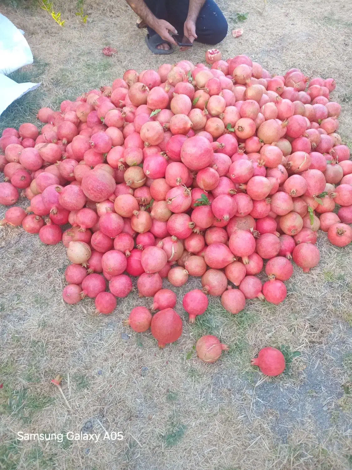 فروش انار ضایعات و سالم بصورت کلی و جزیی|عمدهفروشی|کوهنانی, |دیوار