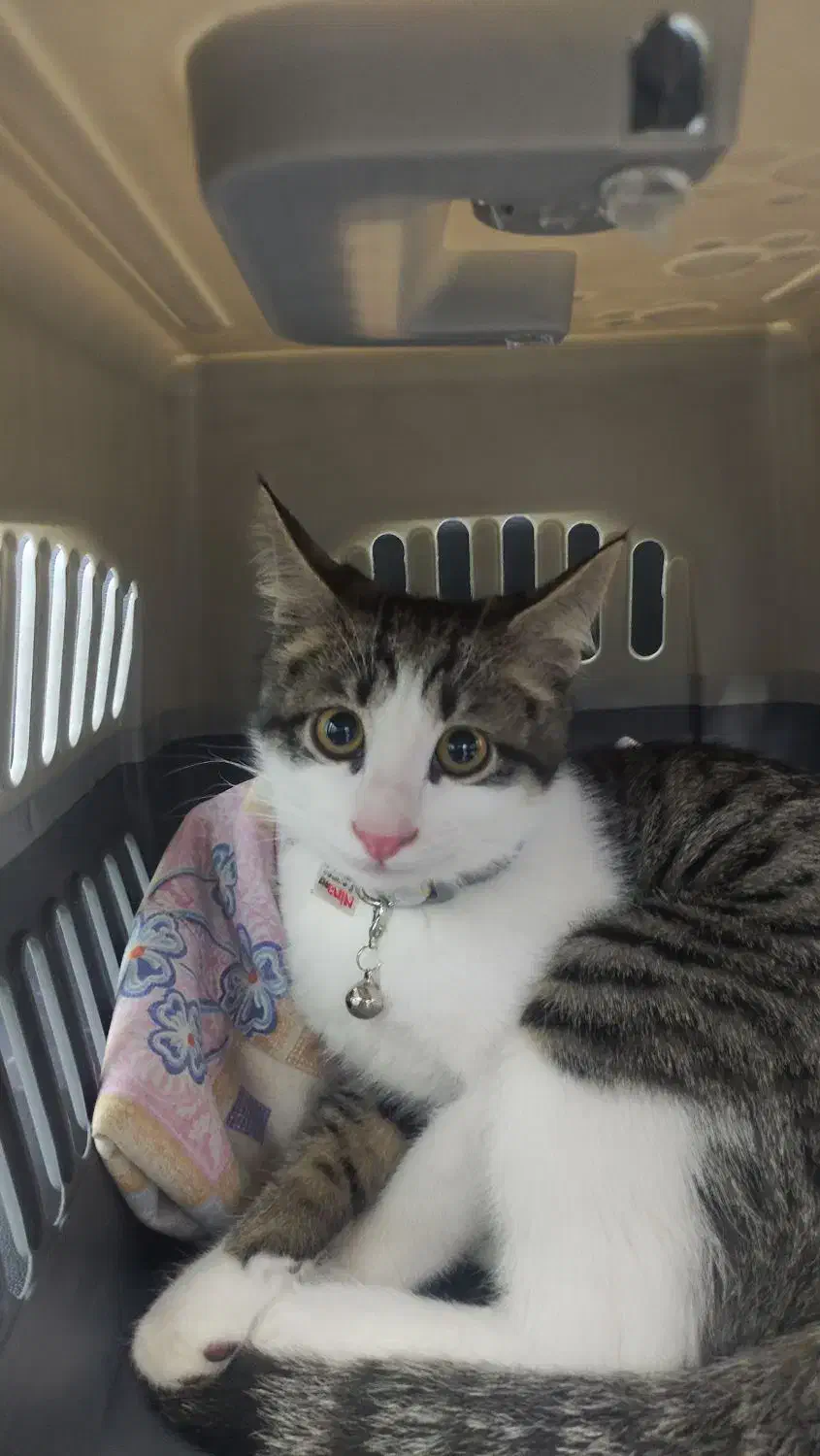 واگذاری گربه DSH 8 ماهه|گربه|تهران, نیروی هوایی (پیروزی)|دیوار