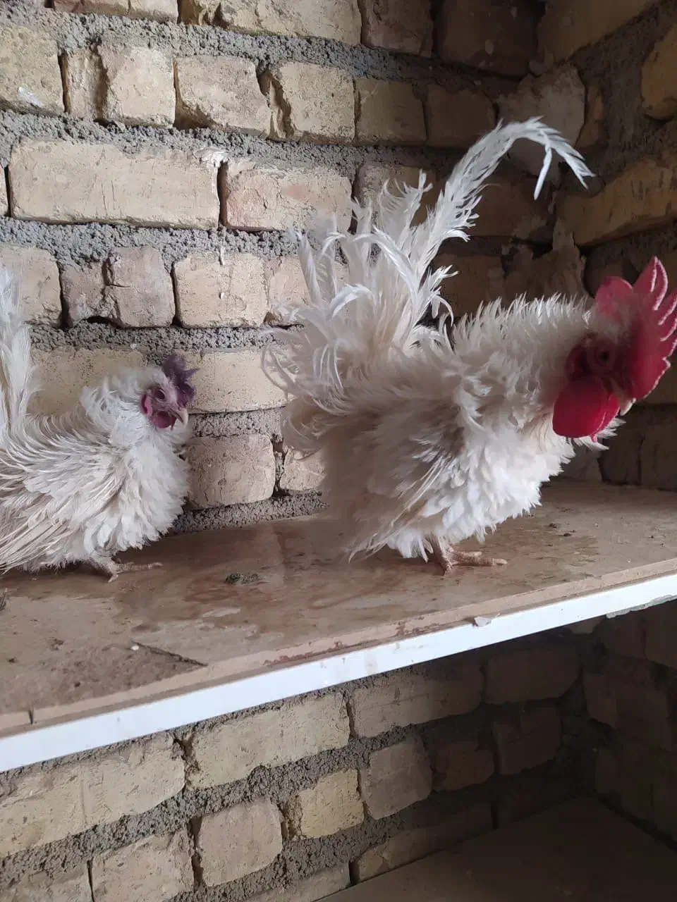 مرغ خروس وارداتی|حیوانات مزرعه|شیراز, گویم|دیوار