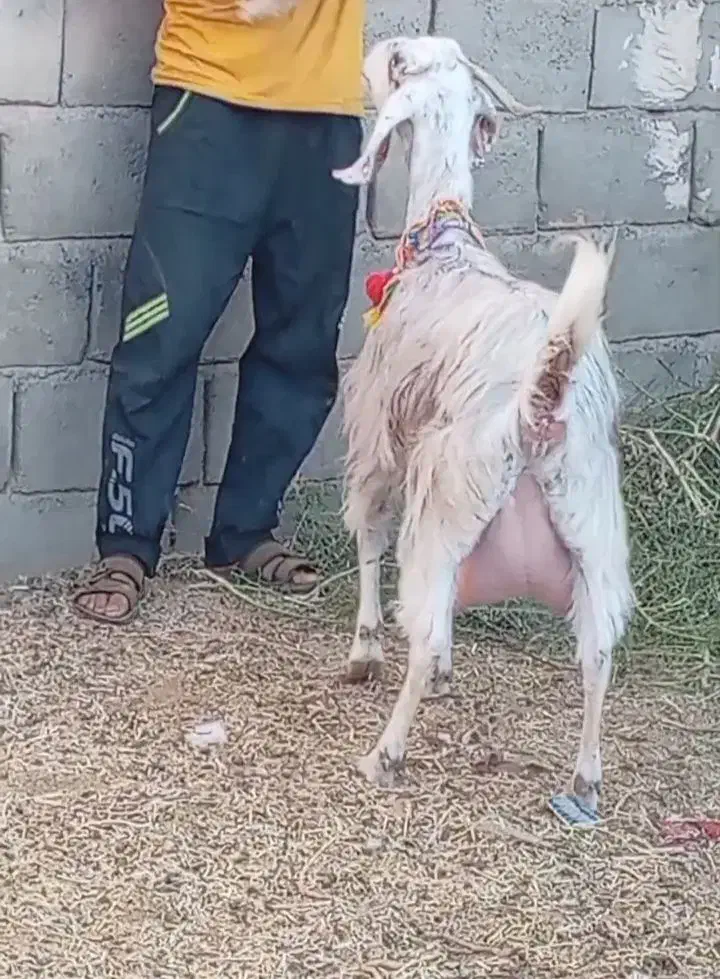 فروش بز شیرا|حیوانات مزرعه|بردسکن, |دیوار