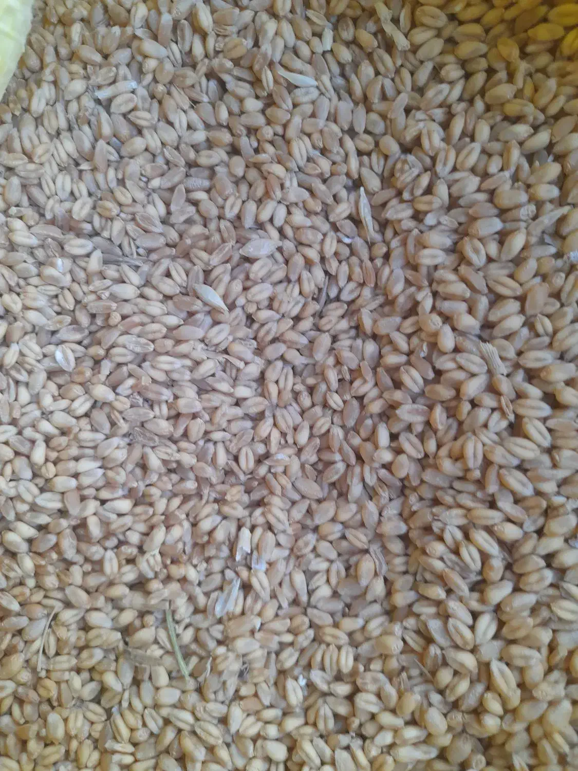 گندم آبی بالا دربند رقم سالار|عمده‌فروشی|هرسین, |دیوار