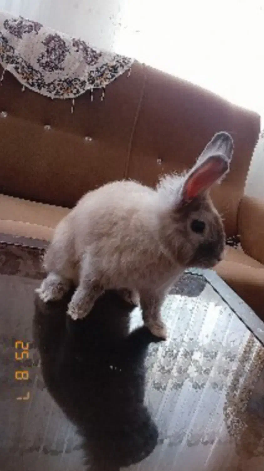 خرگوش فازی امریکایی و خرگوش انقوره|موش و خرگوش|بیرجند, |دیوار