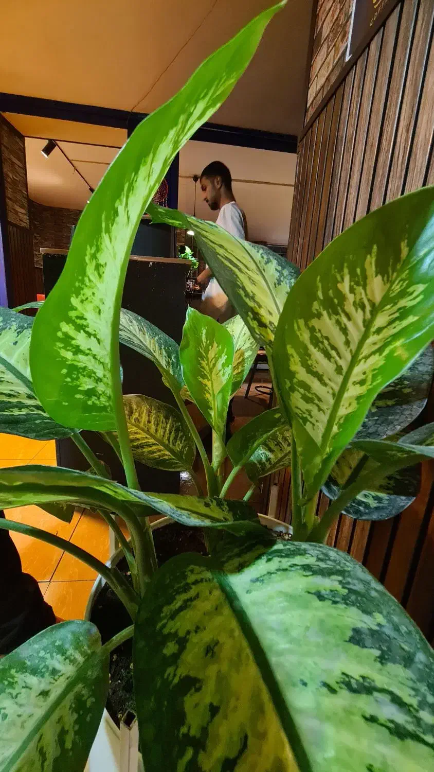 نیروی کافه|استخدام خدمات فروشگاه و رستوران|شیراز, خلدبرین|دیوار