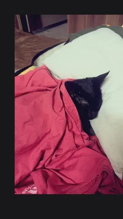 واگذاری کیتی دارکه، گربه ای همدم و دوست داشتنی|گربه|قم, دورشهر|دیوار