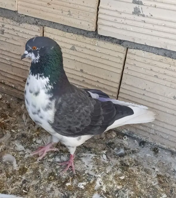 کلاغی نر|پرنده|اراک, |دیوار