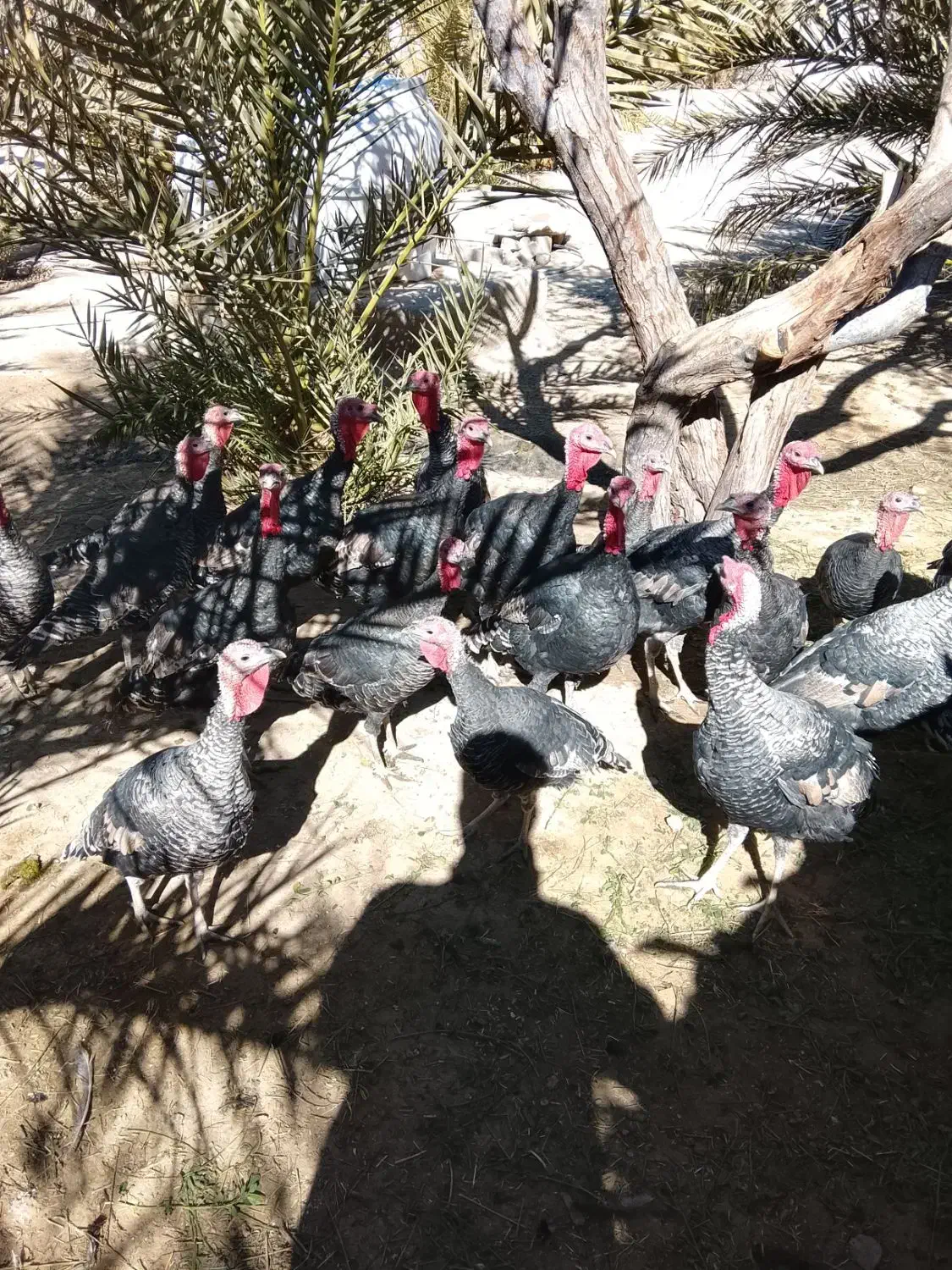 بوقلمون نروماده|پرنده|خاش, |دیوار