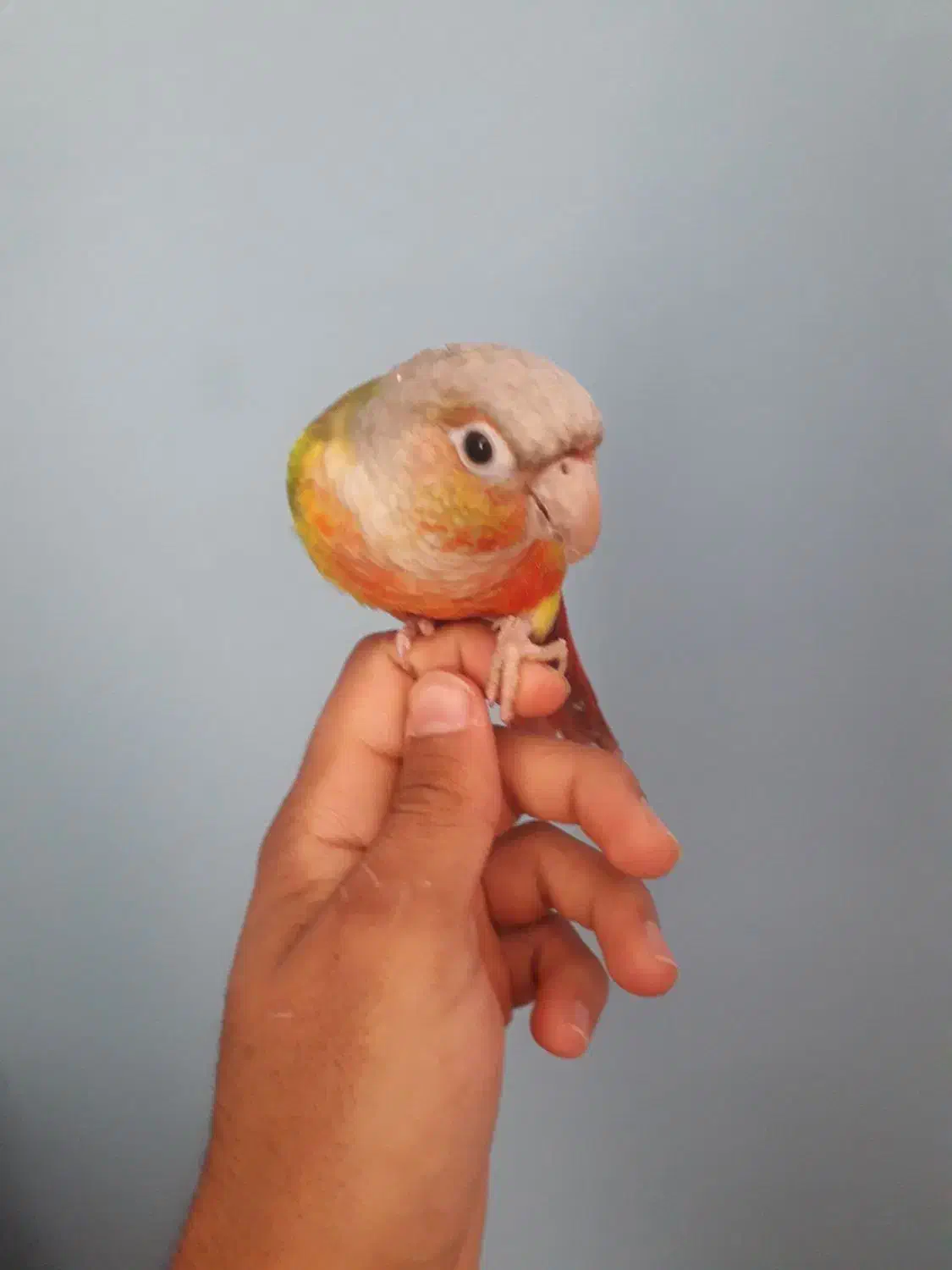 فروش یک عدد طوطی گرینچیک|پرنده|شهر بابک, |دیوار