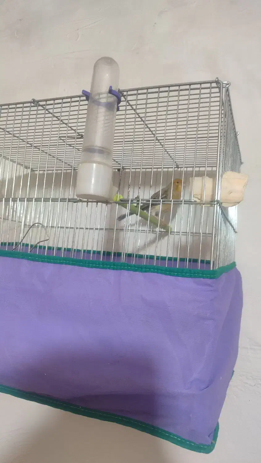 قناری|پرنده|کرمان, |دیوار