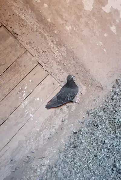 کفتر|پرنده|تربت‌حیدریه, بازار|دیوار