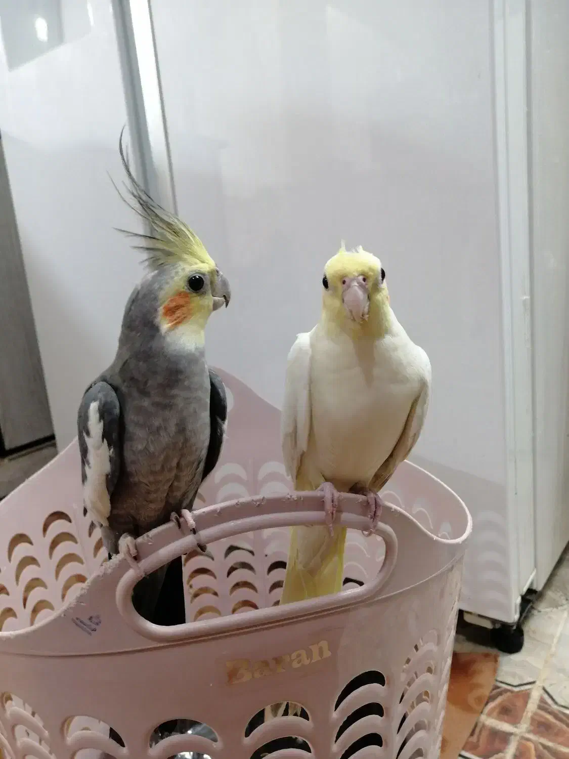 عروس هلندی|پرنده|اردکان, |دیوار