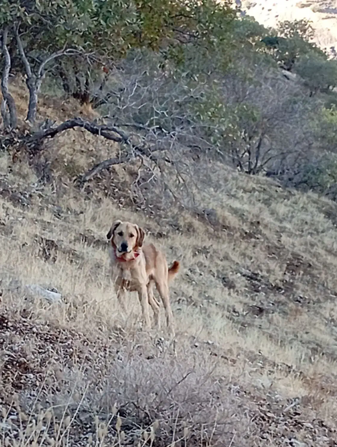 فروش سگ نژاد دار|سگ|دشت ذهاب, |دیوار