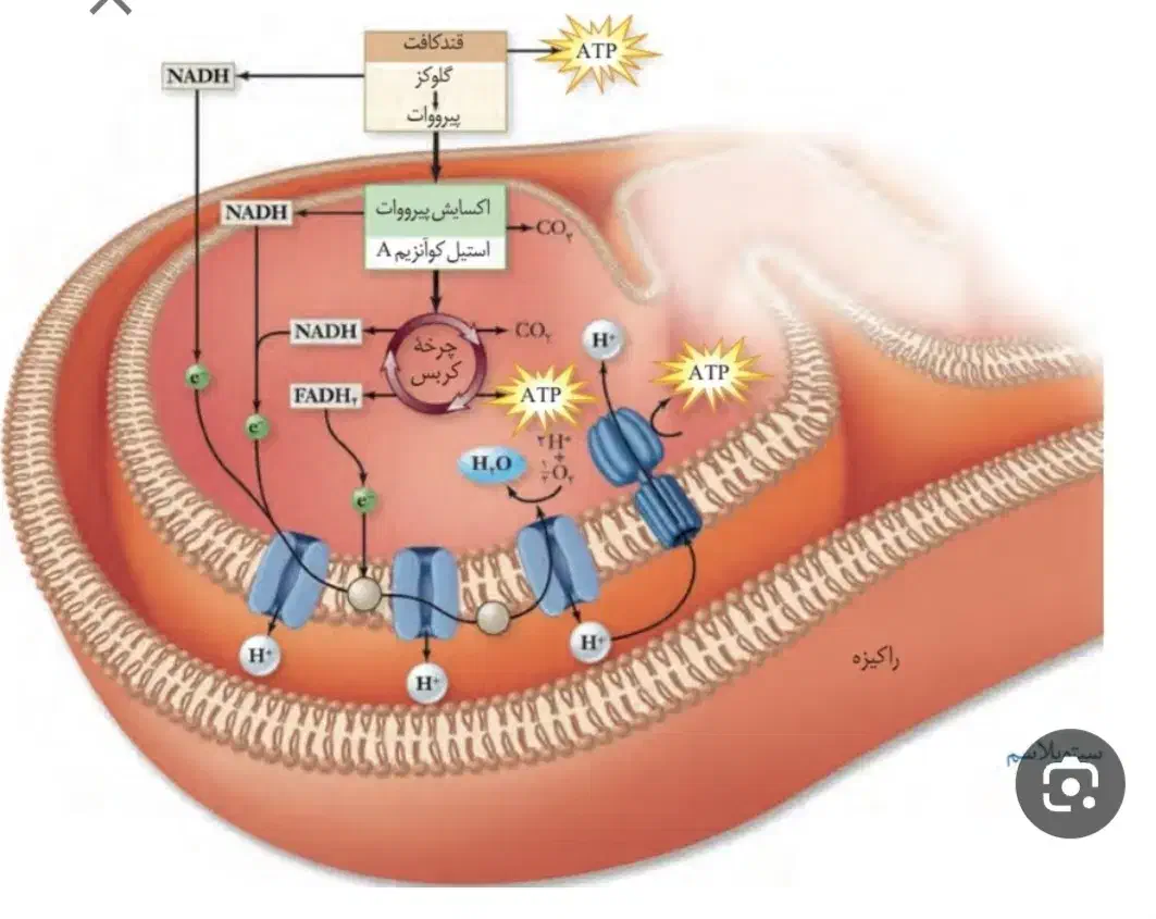 تدریس خصوصی آنلاین وحضوری زیست‌شناسی باتخفیف 50|خدمات آموزشی|ایلام, |دیوار