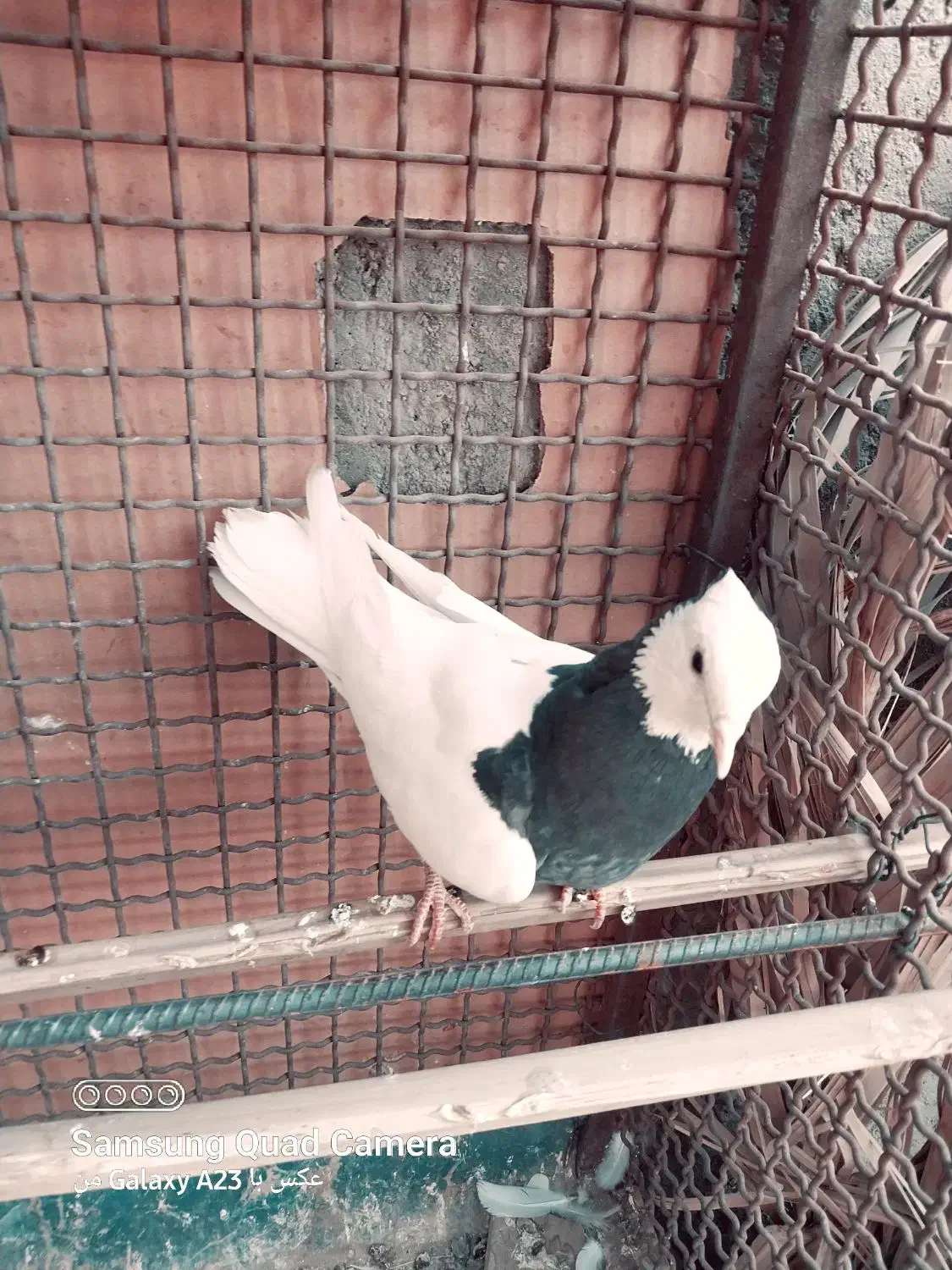 کبوتر|پرنده|کهنوج, |دیوار