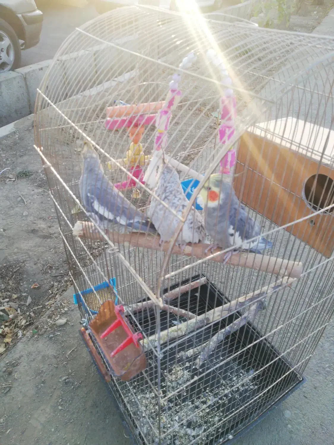 عروس هلندی|پرنده|تهران, یافت آباد شمالی|دیوار