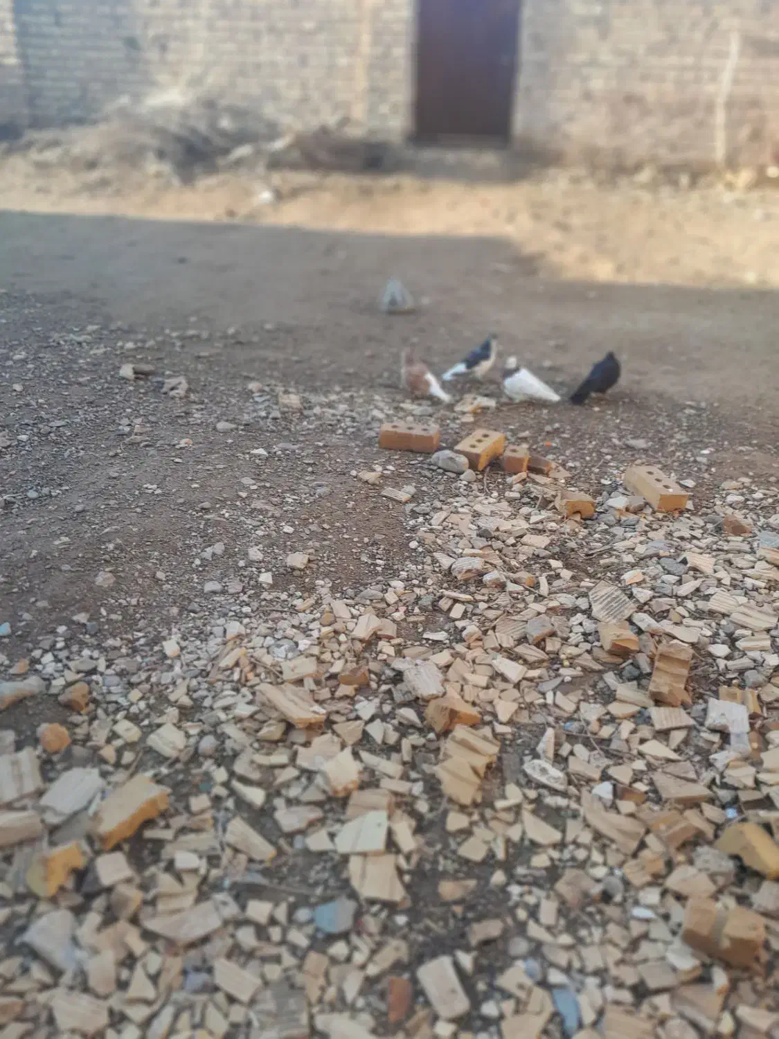 کفتر|حیوانات|تایباد, |دیوار