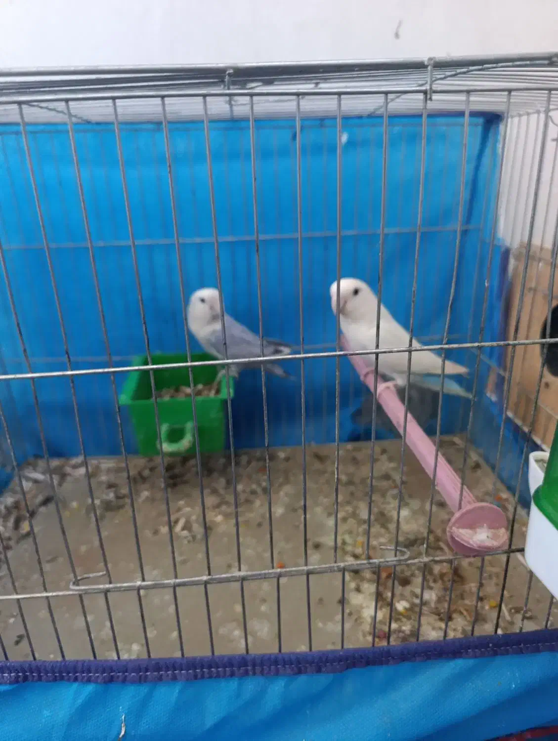 طوطی برزیلی مولد تضمینی بهترین نژاد|پرنده|اسلام‌‌آباد غرب, |دیوار