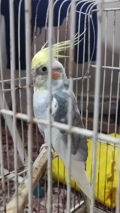 4 عدد عروس هلندی نژادهای لوتینو و ابلق و سیامون|پرنده|مشهد, ادیب نیشابوری (شهرک غرب)|دیوار