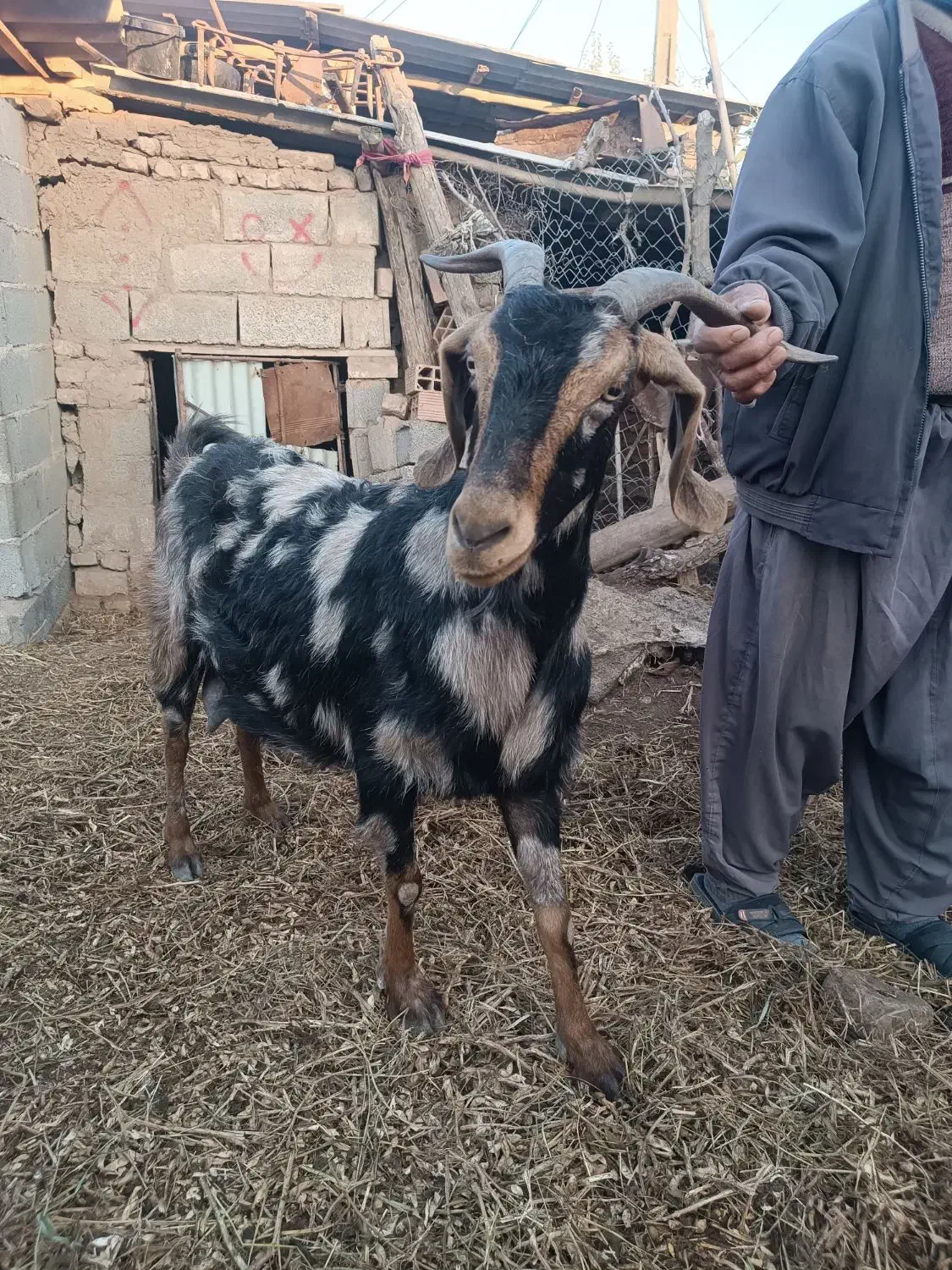 بز ماده|حیوانات مزرعه|فاضل آباد, |دیوار