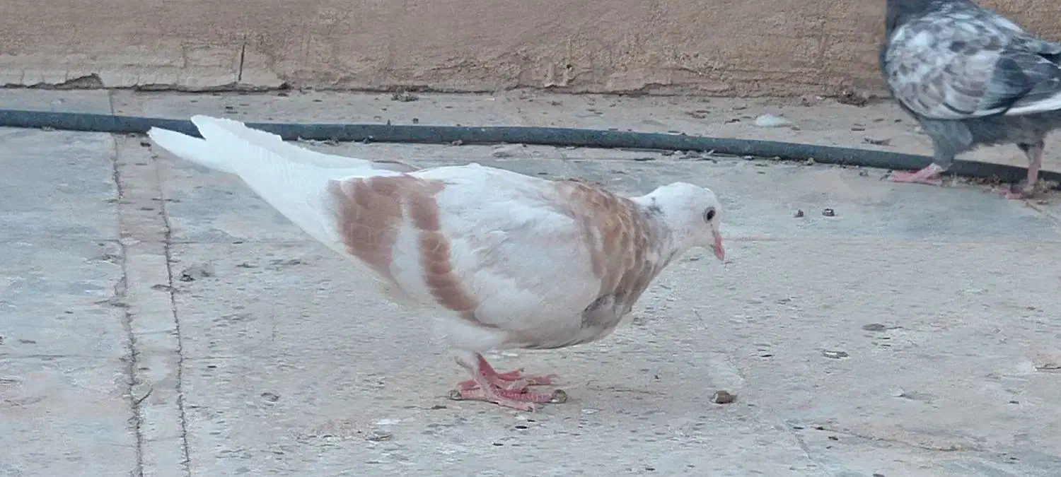 جوجه شازده زرد|پرنده|قم, صفاشهر|دیوار