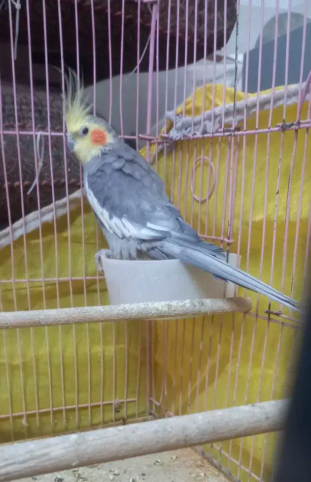 عروس هلندی|پرنده|یزد, |دیوار