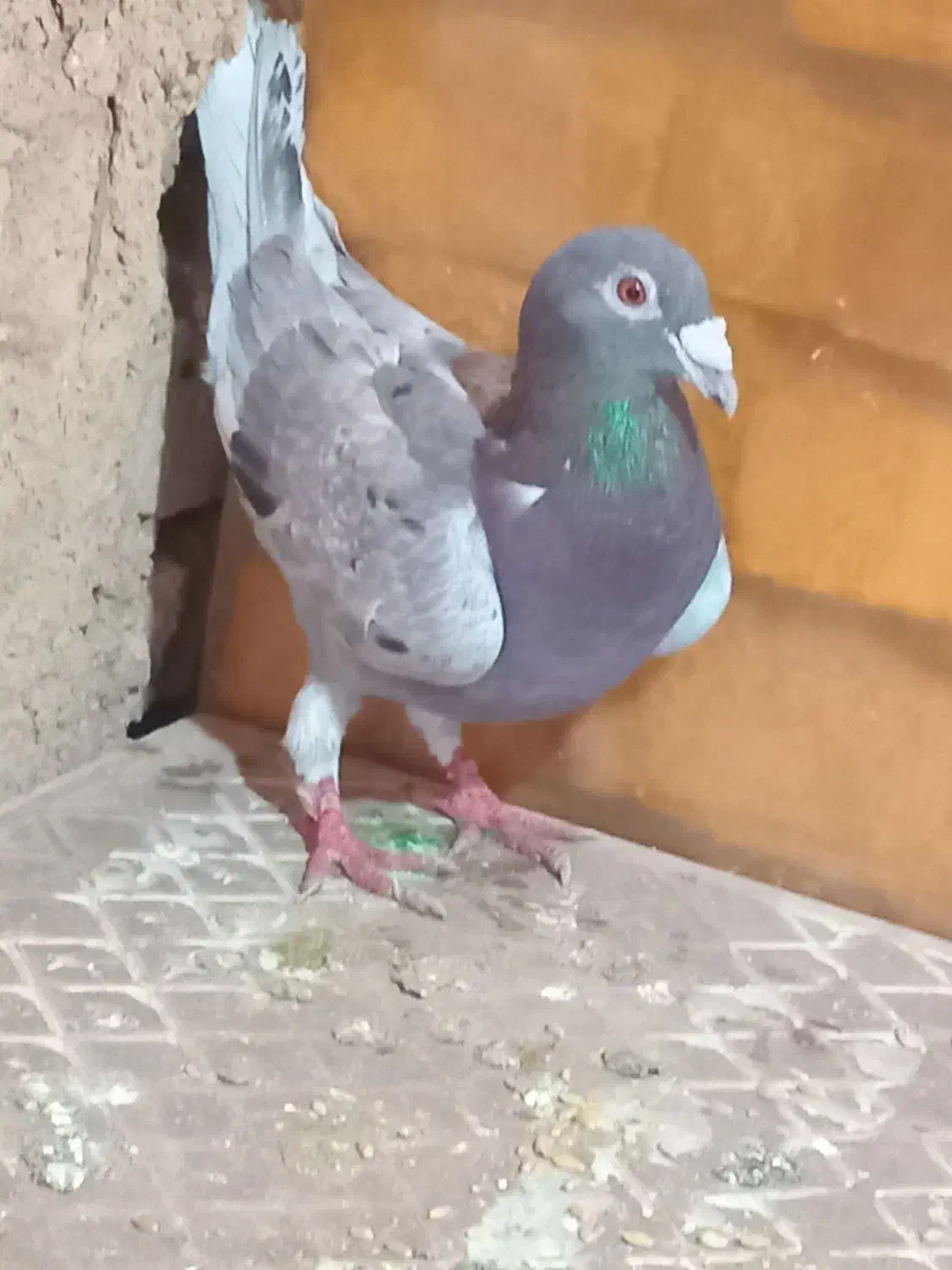 کفتر پلاکی|پرنده|یزد, |دیوار