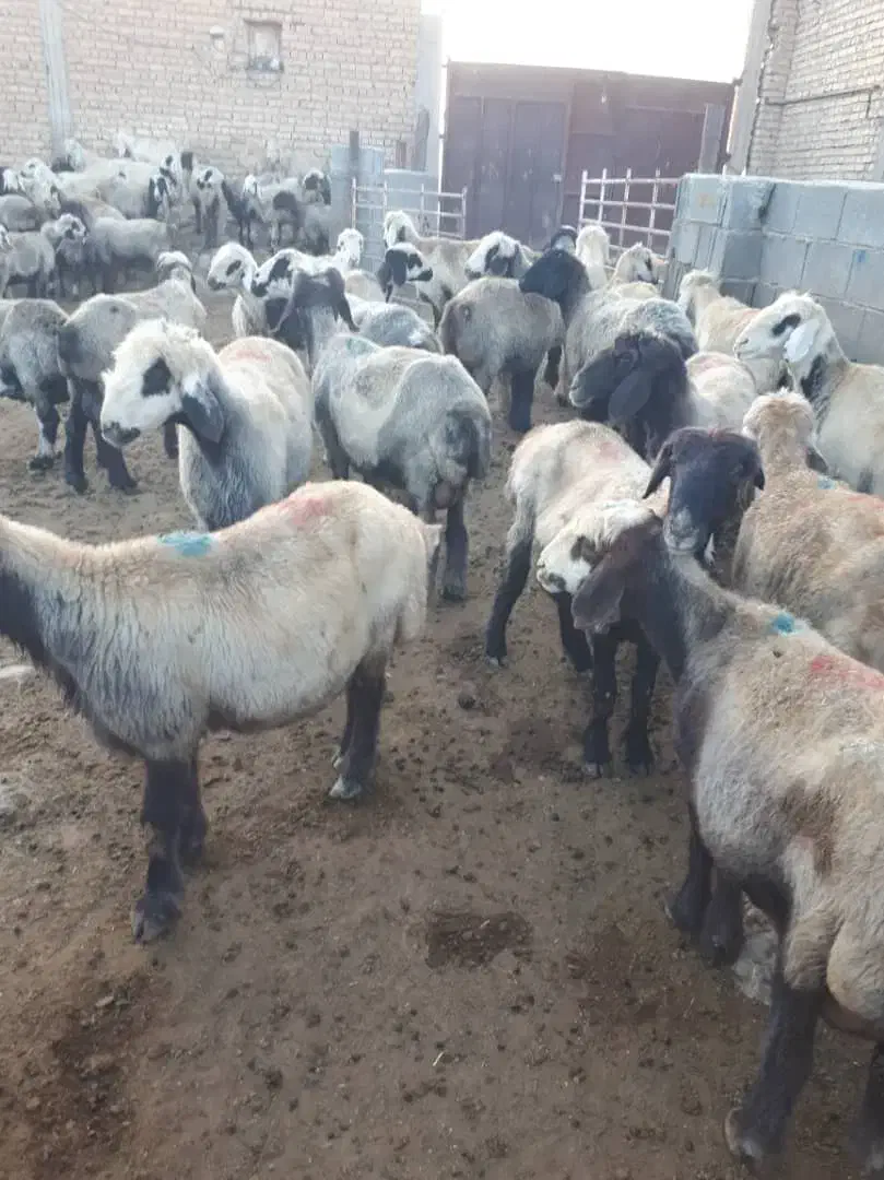 فروش گوسفند|حیوانات مزرعه|مرودشت, رودبال|دیوار