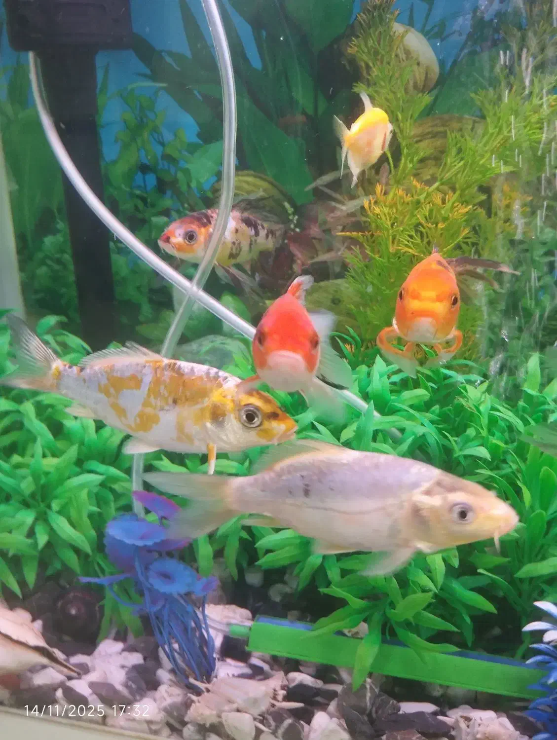 ماهی کوی سالم و زرنگ ۱۴ سانتی خوشرنگ|ماهی|کرمانشاه, |دیوار