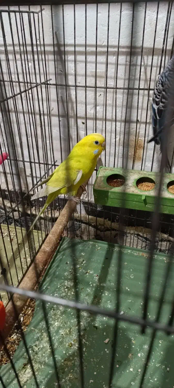 مرغ عشق مولد|پرنده|آبادان, |دیوار