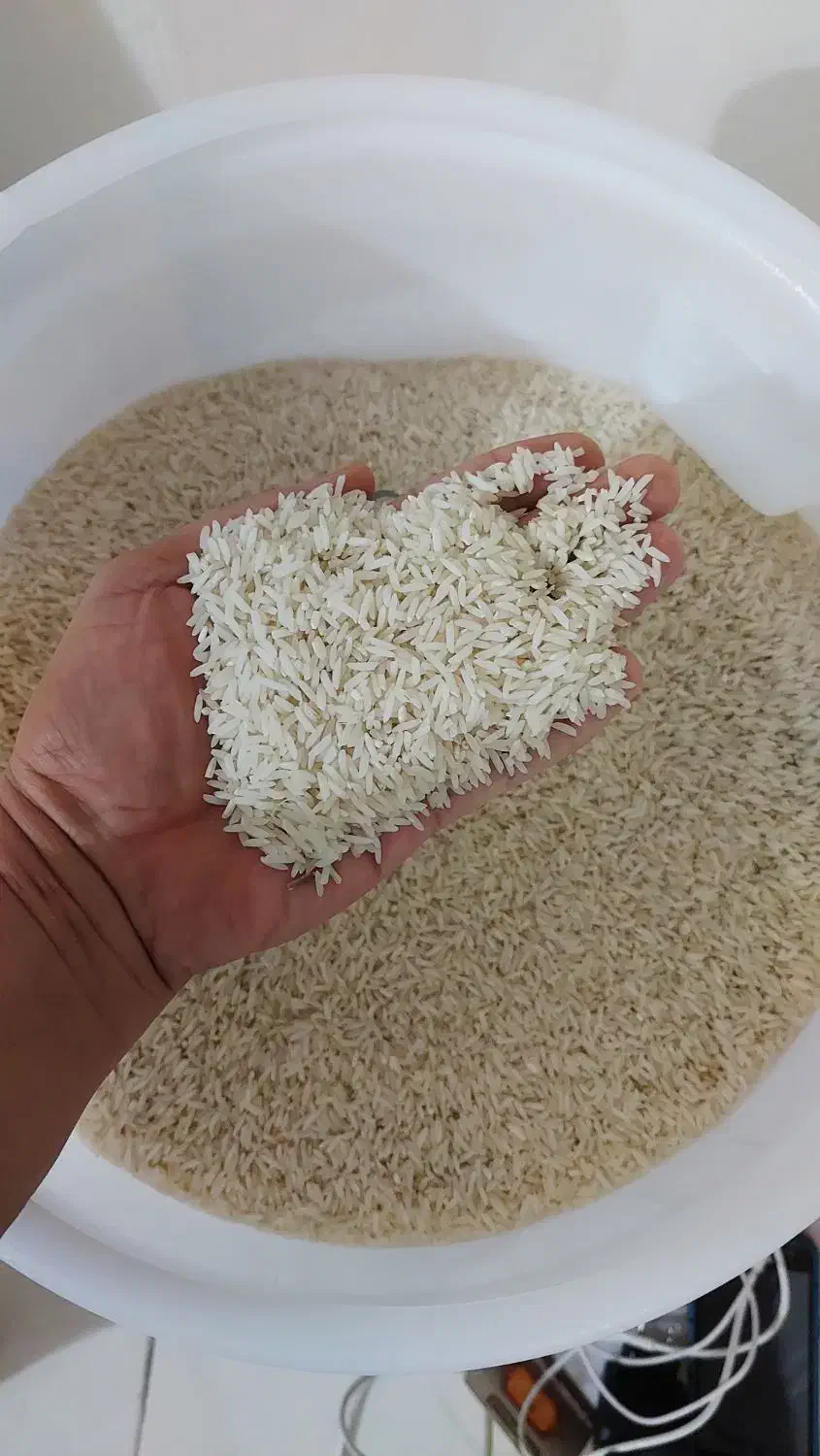 برنج محلی دم سیاه تابستون امسال قیمت مناسب|خوردنی و آشامیدنی|رشت, گلباغ نماز|دیوار