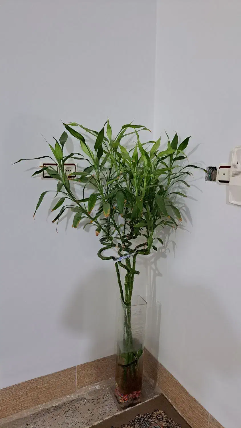 گل بامبو|گل و گیاه طبیعی|کوهدشت, |دیوار